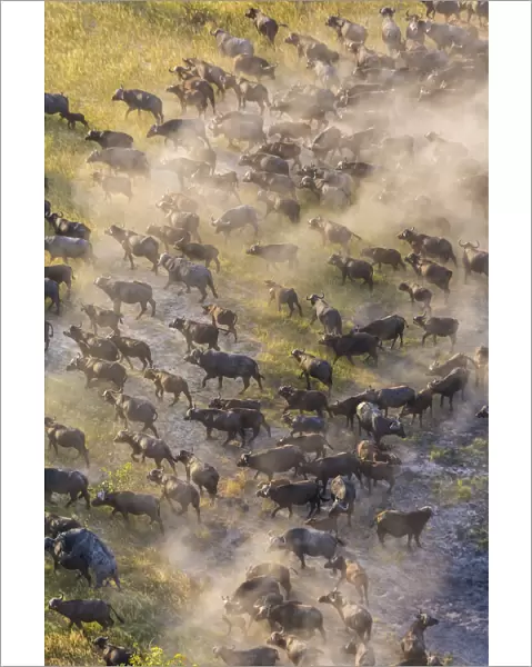 Aerial view herd of African Buffalos, Okavango Delta, Botswana, Africa