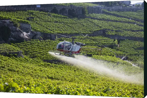 Helicopter spraying vines, Vineyards above Vevey, Lake Geneva, Vaud, Switzerland