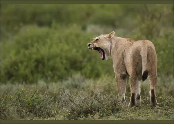 Lioness yawning, Serengeti, Tanzania