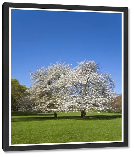 United Kingdom, London, Westminster, Green Park, Cherry Blossom