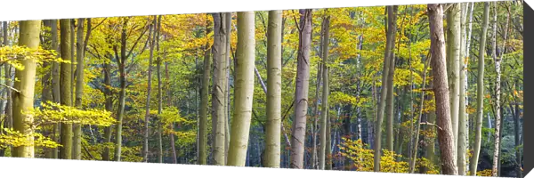 Autumn woodland, Saxon Switzerland, Saxony, Germany
