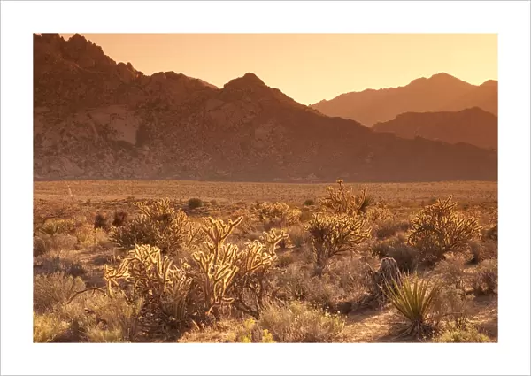USA, California, Mojave National Preserve, Granite Mountins in background