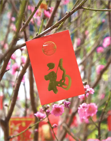 Cherry Blossom Trees With Lai See Red Envelopes For Chinese New Year, Hong Kong, Special