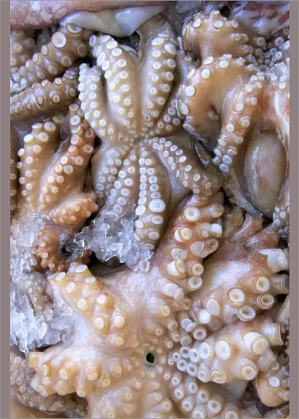 Octopus In The Market, Kalymnos, Dodecanese, Greek Islands, Greece, Europe