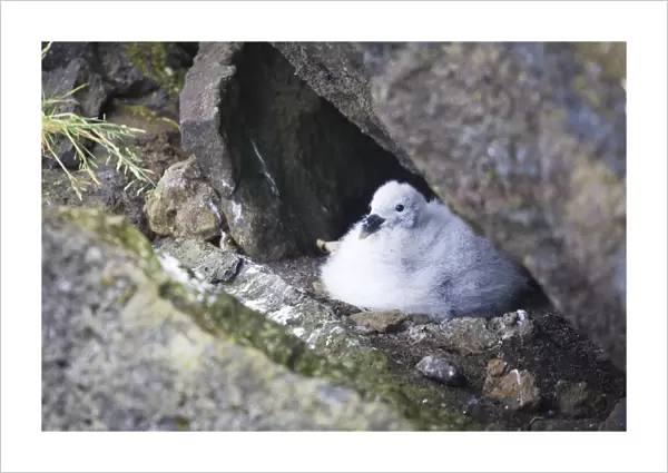 Puffin chick (Fratercula Arctica), Heimaey Island, South Iceland