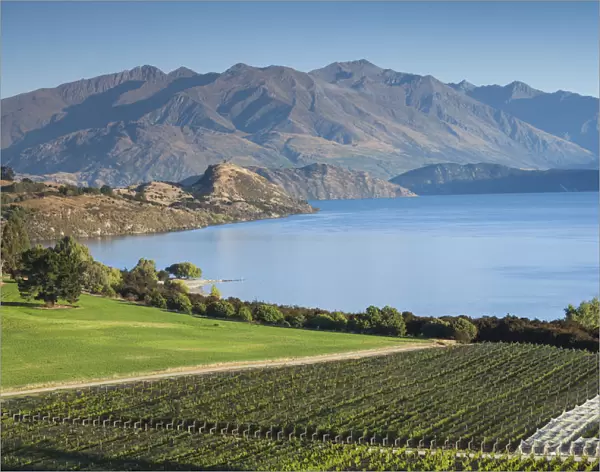 New Zealand, South Island, Otago, Wanaka, vineyard on Lake Wanaka