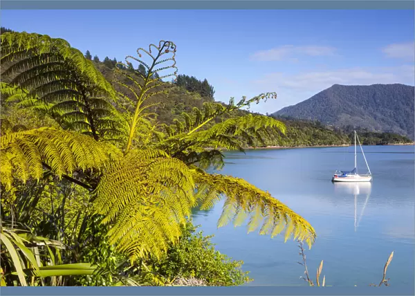 Yacht anchored in the picturesque Kenepuru Sound, Marlborough Sounds, South Island