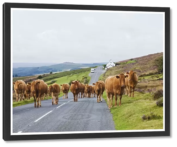 England, Devon, Dartmoor, Cattle on Road