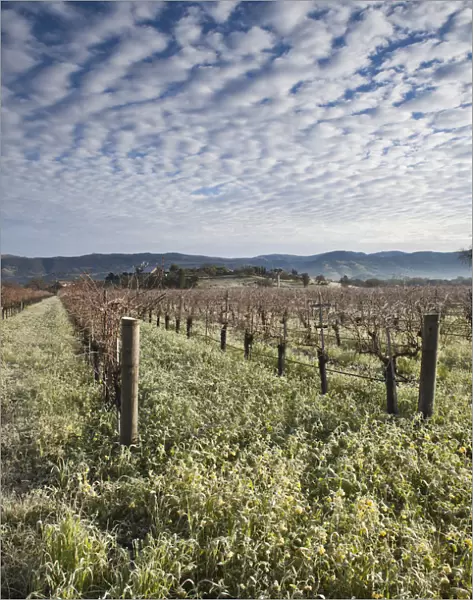 USA, California, Northern California, Napa Valley Wine Country, Napa, vineyards in winter