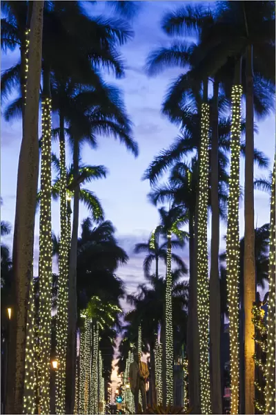 USA, Florida, Palm Beach, palms on Royal Palm Way