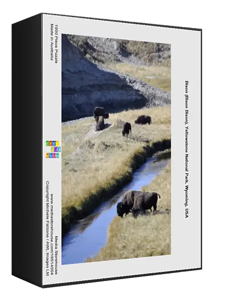 Bison (Bison Bison), Yellowstone National Park, Wyoming, USA