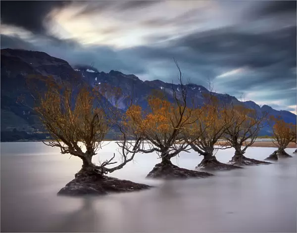 Willows in Lake Wakatipu, Glenorchy, Otago, New Zealand
