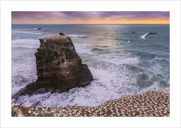 Gannet Colony on a a sea stack at sunset with the sun setting in the ocean on the West