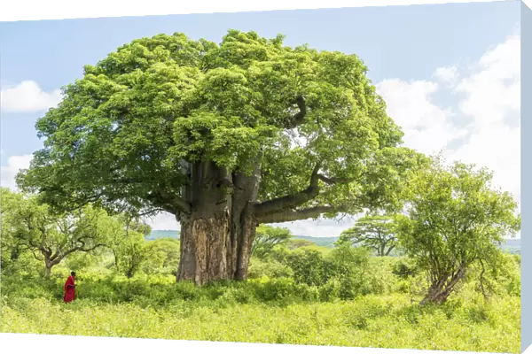Africa, Tanzania, Loiborsoit. A beautiful big baobab tree