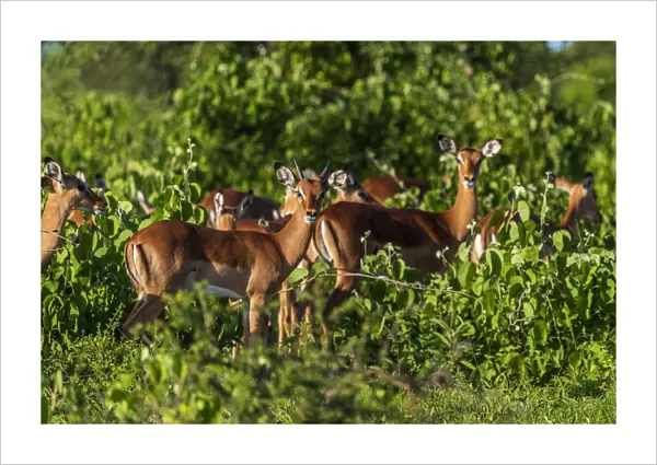 Africa, Tanzania, Loiborsoit. A group of Impalas