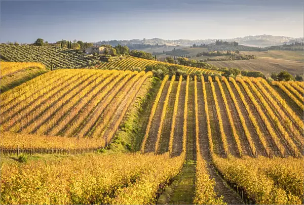 Vineyards near Castellina in Chianti during autumn season