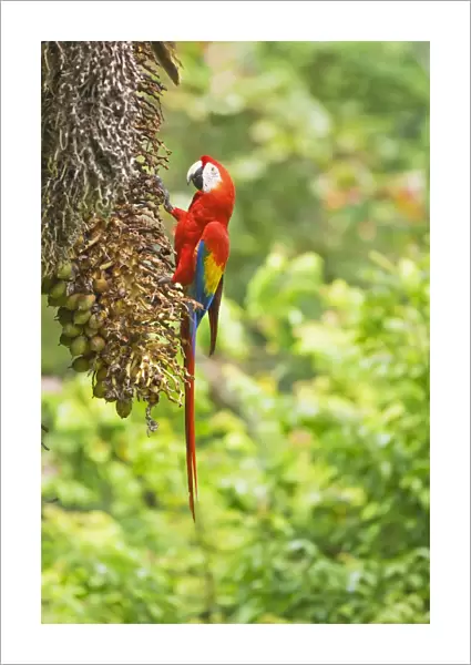 Scarlet Macaws (Ara macao) perching on a tree, Corcovado National Park, Osa Peninsula
