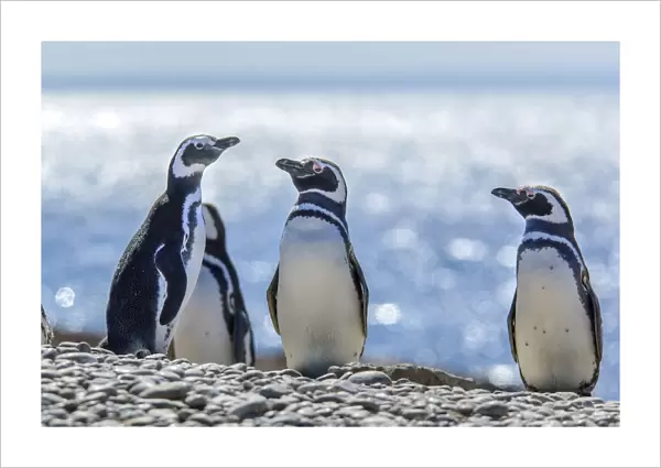 Argentina, Patagonia, Magellanic Penguin (Spheniscus magellanicus)