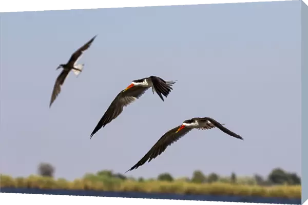 African Skimmers in flight, Chobe River, Chobe National Park, Botswana