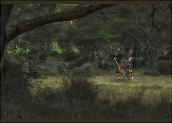 Rothschild giraffes (Giraffa camelopardalis rothschildi) in Lake Nakuru National Park