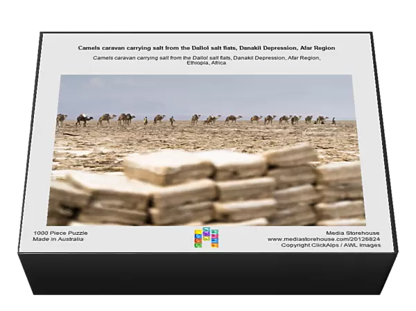 Camels caravan carrying salt from the Dallol salt flats, Danakil Depression, Afar Region
