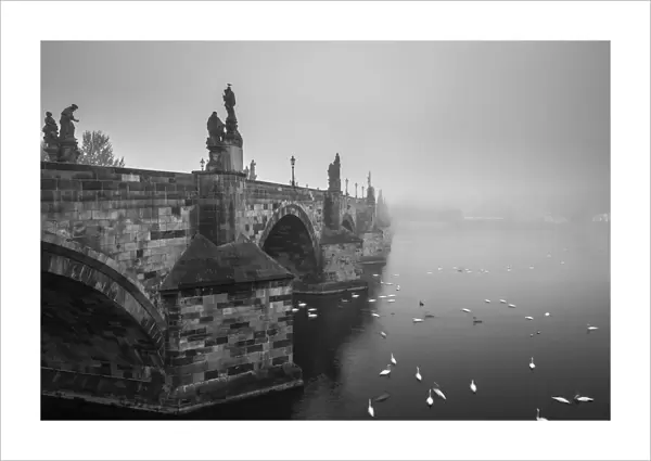 Swans swimming on Vltava River by Charles Bridge during foggy morning, Prague, Bohemia