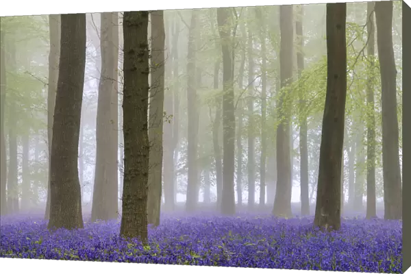 Bluebell (Hyacinthoides non-scripta) Wood in Mist, Hertfordshire, England