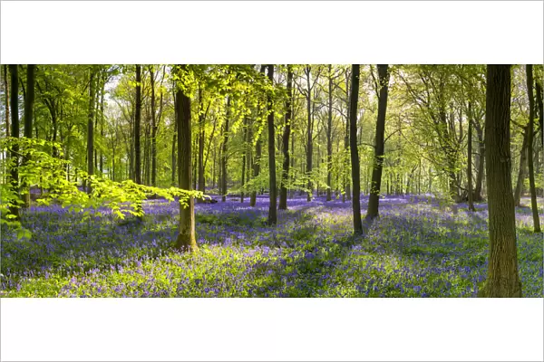 Woodland of Bluebells (Hyacinthoides non-scripta) Hertfordshire, England
