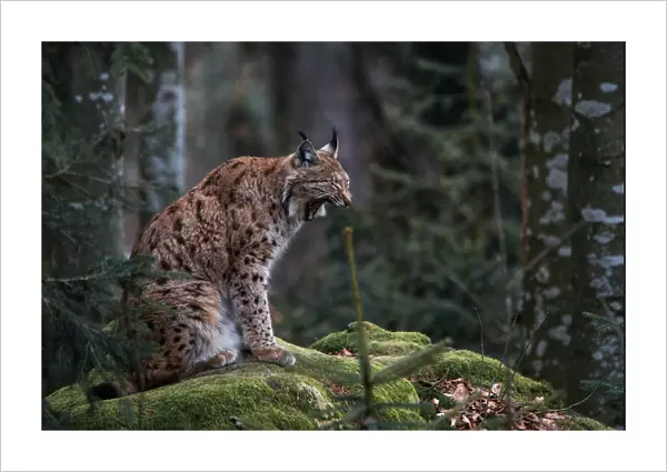 Eurasian Lynx in the Bayerischer Wald Park, Germany
