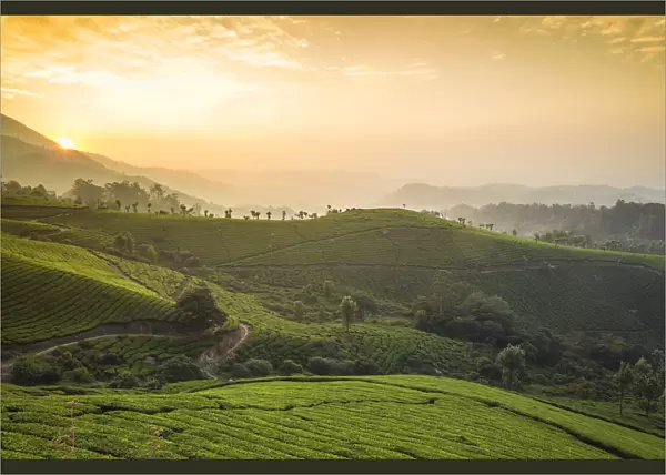 India, Kerala, Munnar, View over tea estates at sunrise