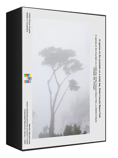 A cypress on the mountain on a misty day. Sintra Cascais Nature Park