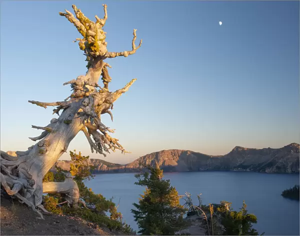 USA; Pacific Northwest, Oregon, Crater Lake, National Park