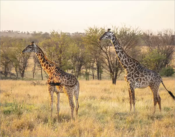A pair of giraffe in the Serengeti, Serengeti National Park, Tanzania