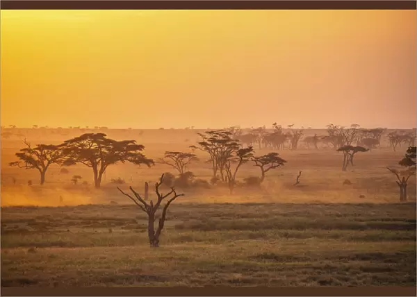 Savannah trees at sunrise, Serengeti National Park, Tanzania