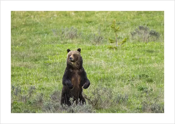 Brown bear, Yellowstone National Park, Wyoming, USA