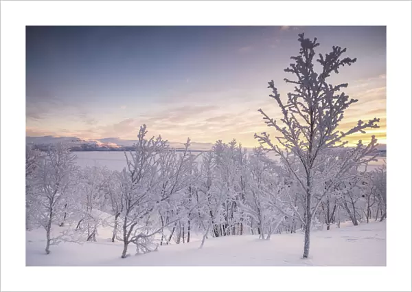Lone trees covered with snow during a cold sunrise, Kiruna Municipality