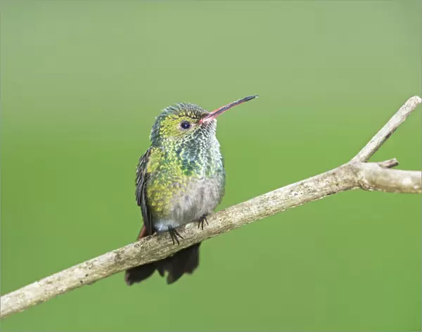 Rufous-tailed hummingbird (Amazilia tzacatl) on branch, Costa Rica