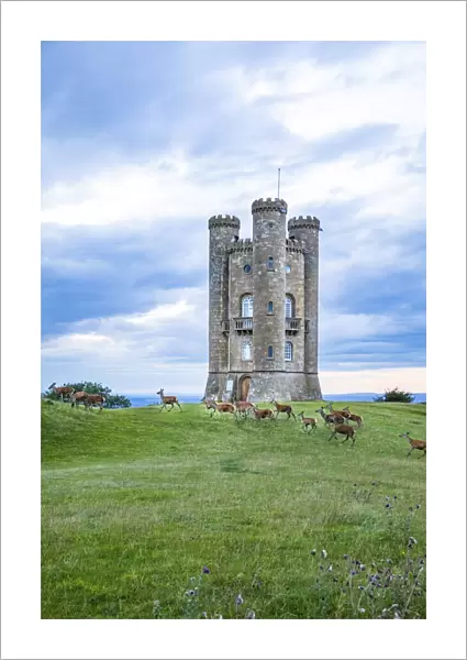 Broadway Tower and deer, Broadway, the Cotswolds, England, UK