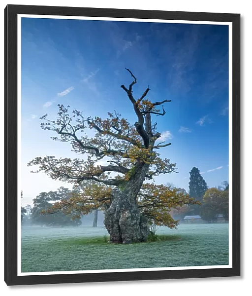 Old tree, Blenheim Palace, Blenheim Park, Woodstock, Oxfordshire, England