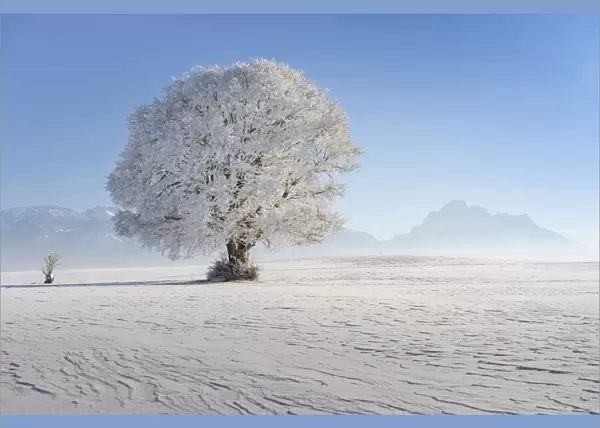 Beech tree with hoarfrost, near Fuessen, Allgeau Alps, Alps, Allgeau, Bavaria, Germany