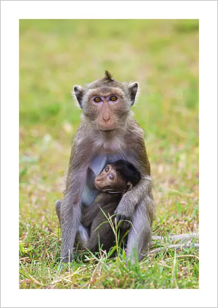 Thailand, Hua Hin, Monkey mountain, Macaque monkey and infant