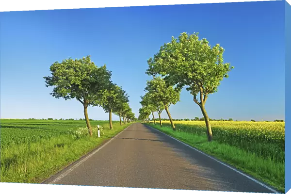 Alley with windblown trees - Germany, Schleswig-Holstein, Ostholstein, Fehmarn, Sulsdorf