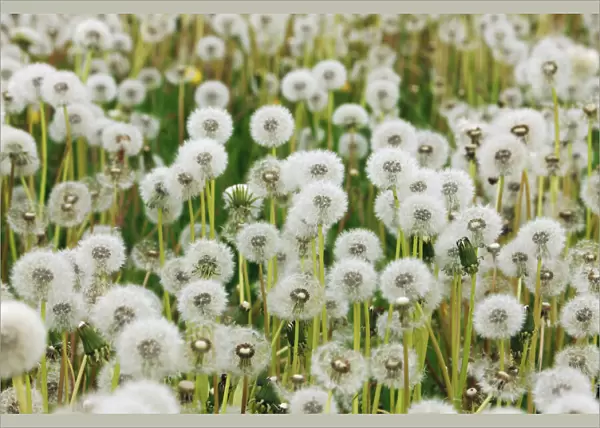 Dandelion blowball meadow - Germany, Bavaria, Middle Franconia