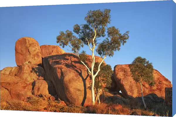 Eucalyptus tree at Devils Marbles - Australia, Northern Territory, Devils Marbles