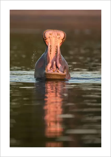 Hippopotamas (Hippopotamus amphibius), Chobe River, Botswana, Africa
