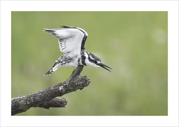 Pied Kingfisher (Ceryle rudis), Chobe River, Botswana