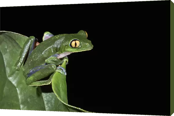 Yellow-eyed leaf frog (agalychnis annae) Costa Rica