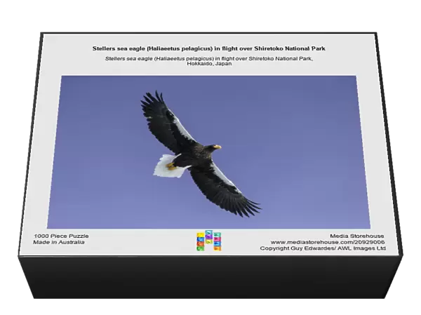 Stellers sea eagle (Haliaeetus pelagicus) in flight over Shiretoko National Park