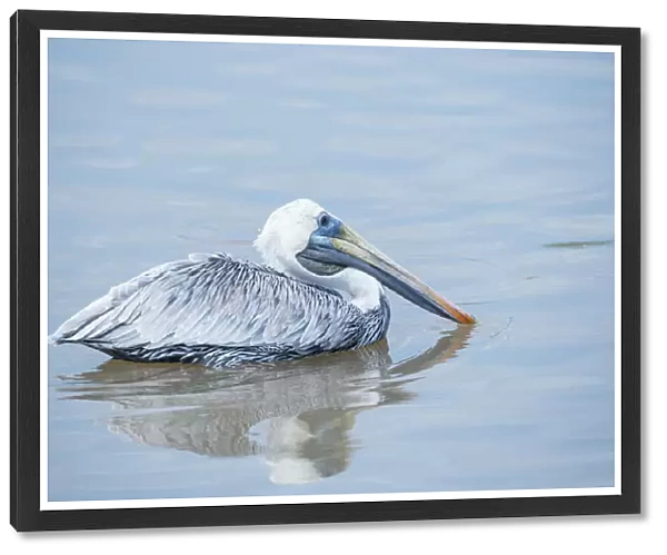 Brown pelican (Pelecanus occidentalis) fishing, Sanibel Island, J. N