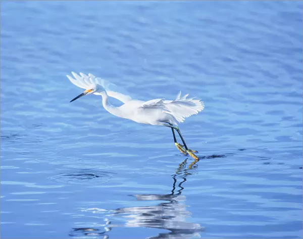 Snowy Egret (Egretta thula) starting flight, Sanibel Island, J. N